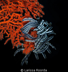 Dramatic crinoid.  70mm.  Palau by Larissa Roorda 